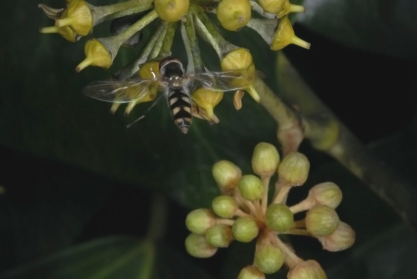 Elaborazione post scatto - Sirfide in volo